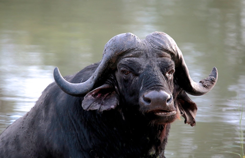 Ed Cape Buffalo 1